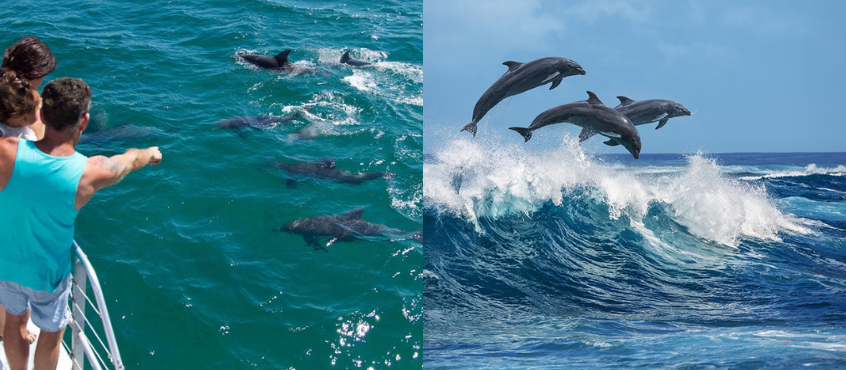 dolphin-safari-in-devbagh-tarkarli